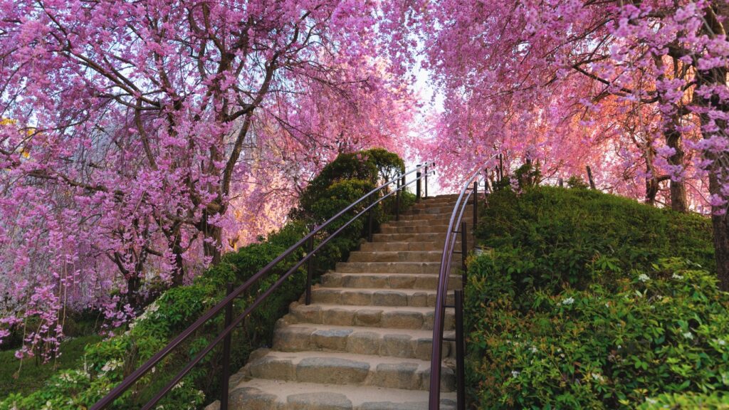 Japan Cherry Blossom Tour Packages
