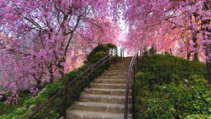 Japan Cherry Blossom Tour Packages